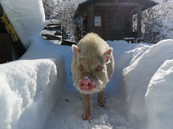 Ook het varken vindt de sneeuw leuk!