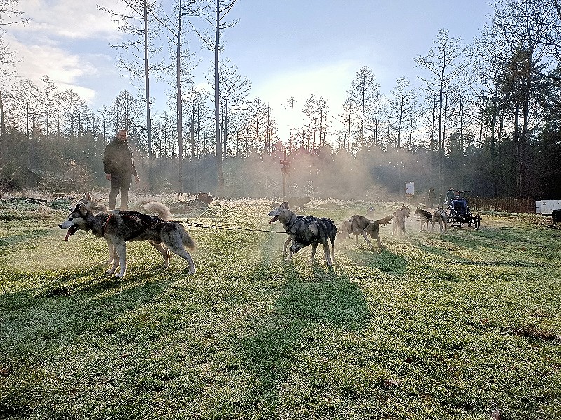 Een cart-experience met de husky's!