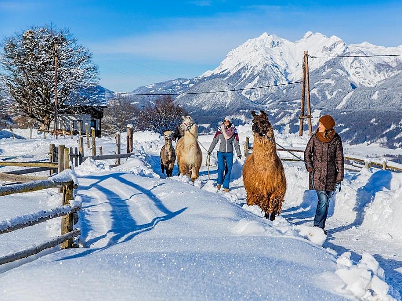 Wandelen met alpaca's in de sneeuw....hoe leuk is dat?!